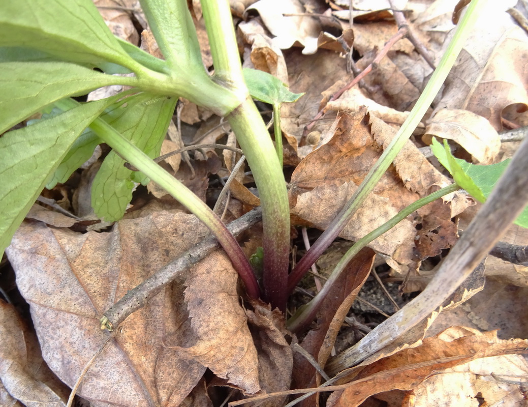 Изображение особи Anemone ranunculoides.