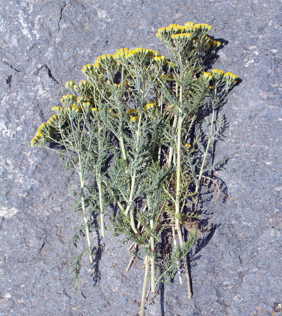 Image of Tanacetum canescens specimen.