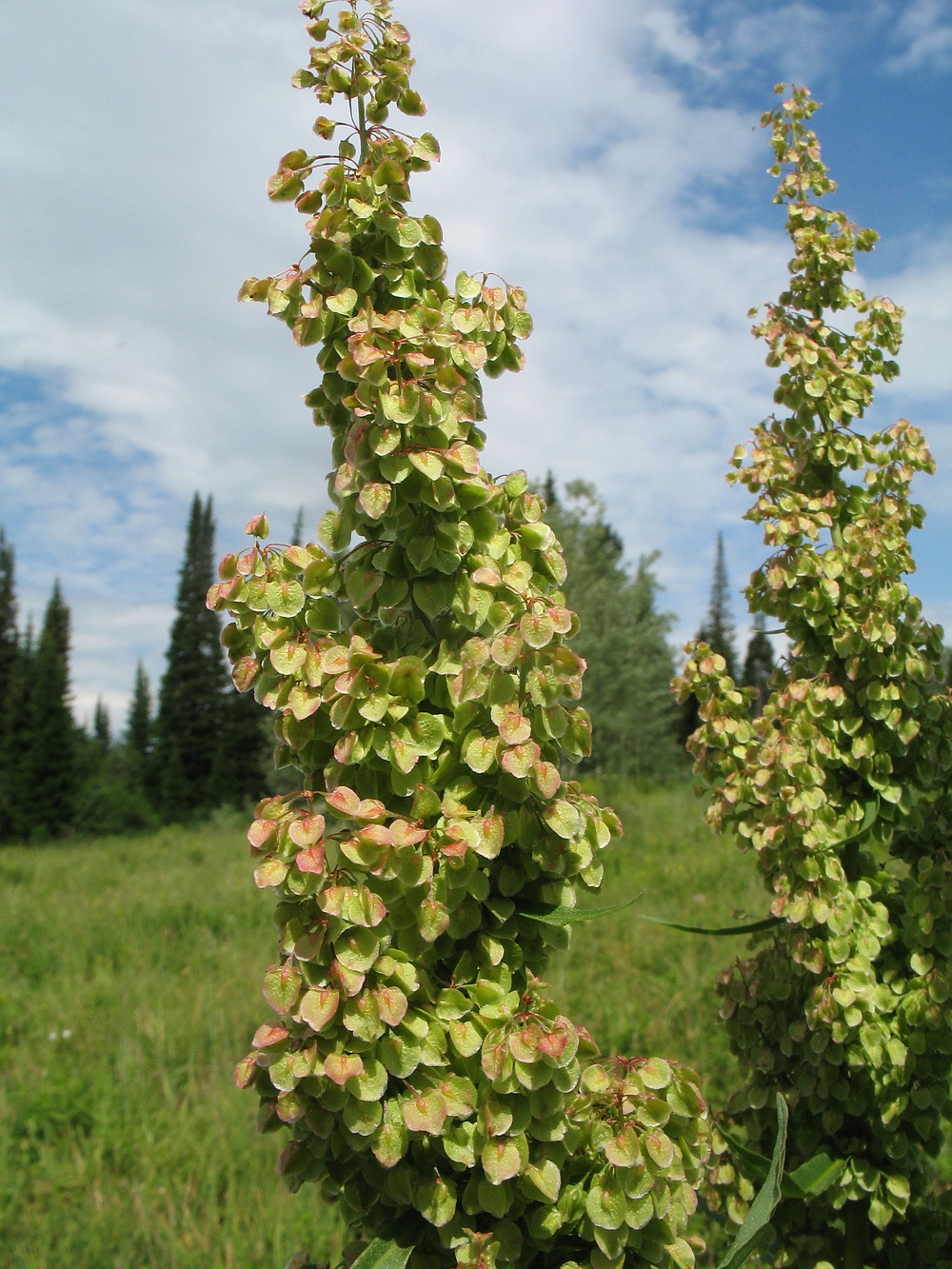 Изображение особи Rumex patientia ssp. orientalis.