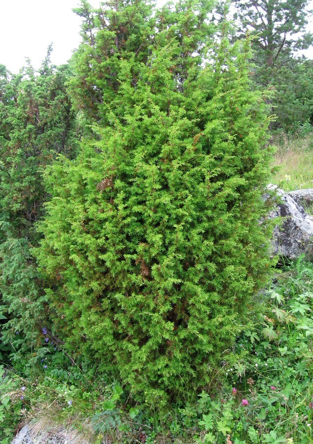 Image of Juniperus communis specimen.