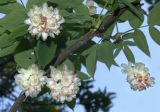 Смотреть изображение Staphylea pinnata