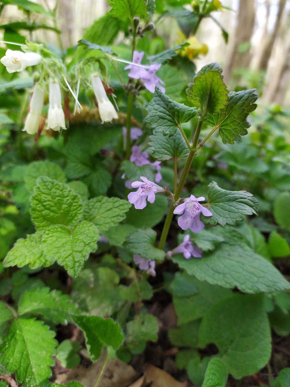 Image of Glechoma hederacea specimen.