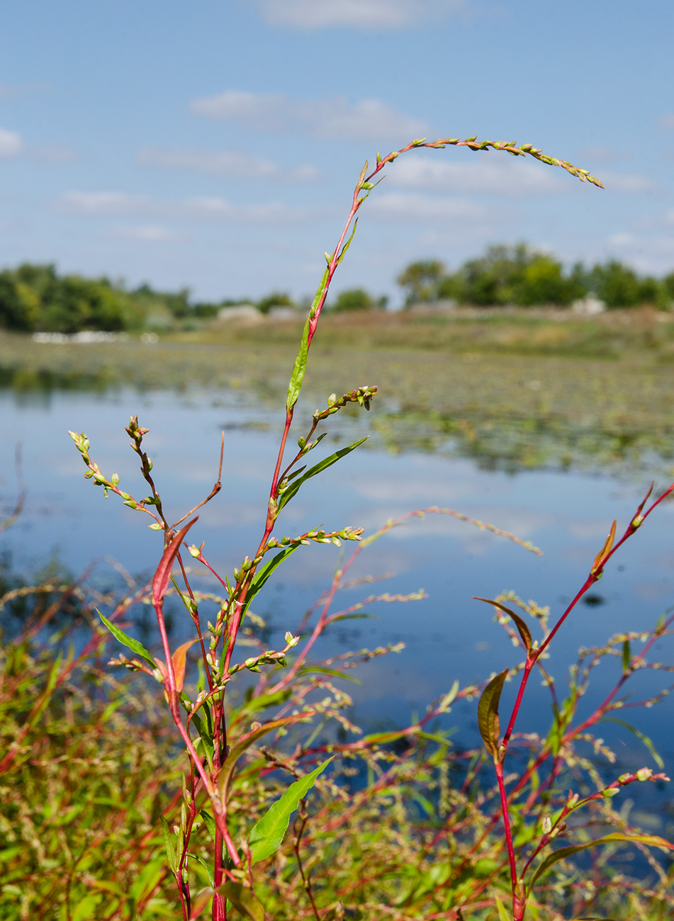 Image of Persicaria hydropiper specimen.