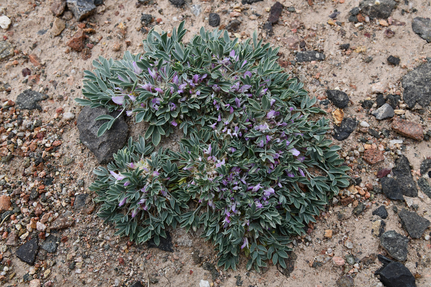 Image of Astragalus borodinii specimen.