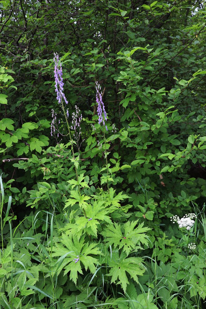 Изображение особи Aconitum septentrionale.