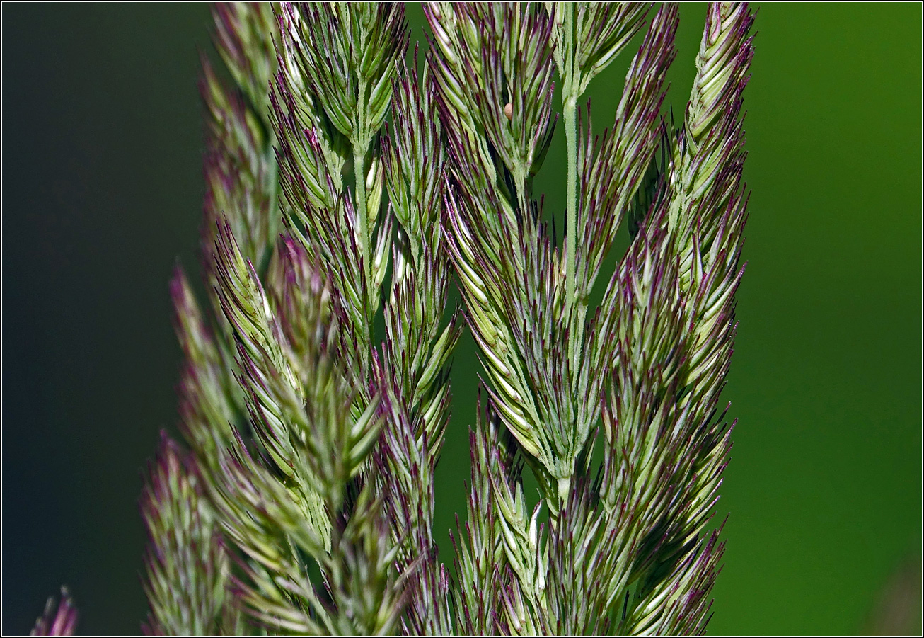 Изображение особи Calamagrostis epigeios.