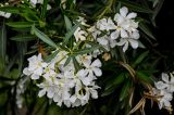 Nerium oleander