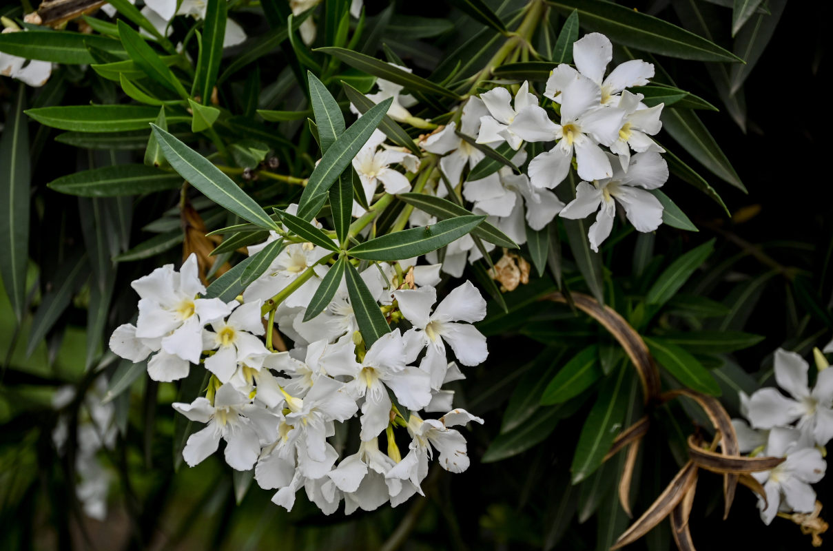 Изображение особи Nerium oleander.