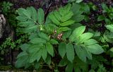 Sambucus ebulus. Верхушка вегетирующего растения. Грузия, Самцхе-Джавахети, окр. монастыря Мцване, широколиственный лес, берег ручья. 12.06.2023.