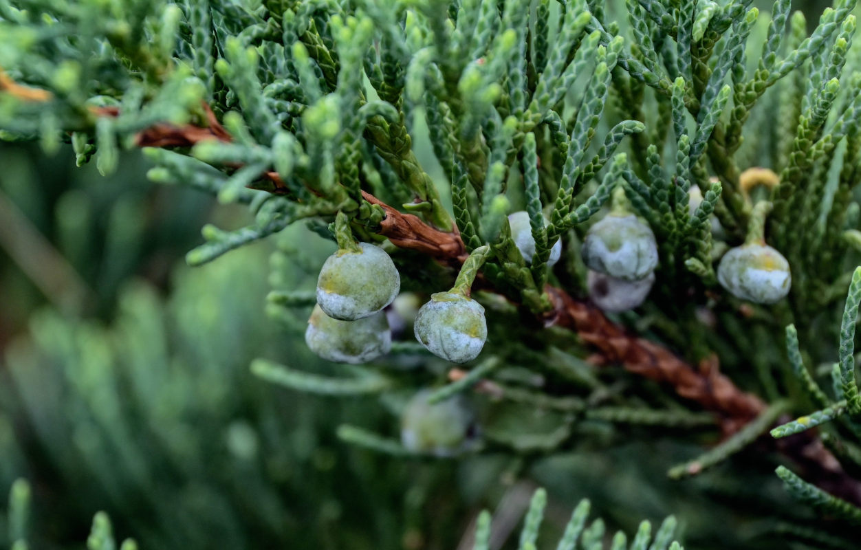 Изображение особи Juniperus sargentii.