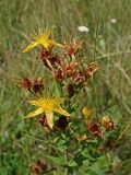 Hypericum attenuatum