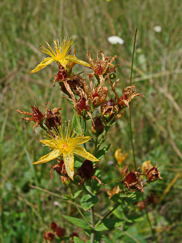 Изображение особи Hypericum attenuatum.