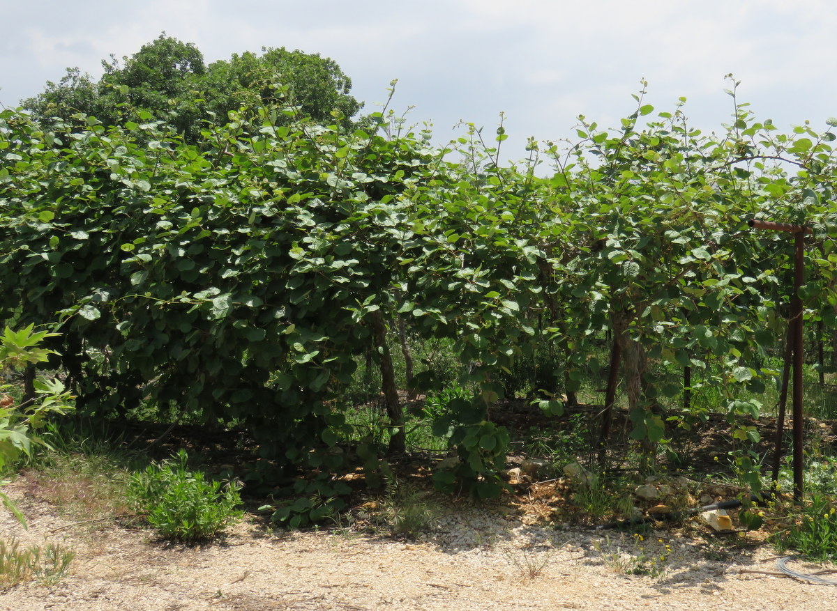 Image of Actinidia chinensis var. deliciosa specimen.