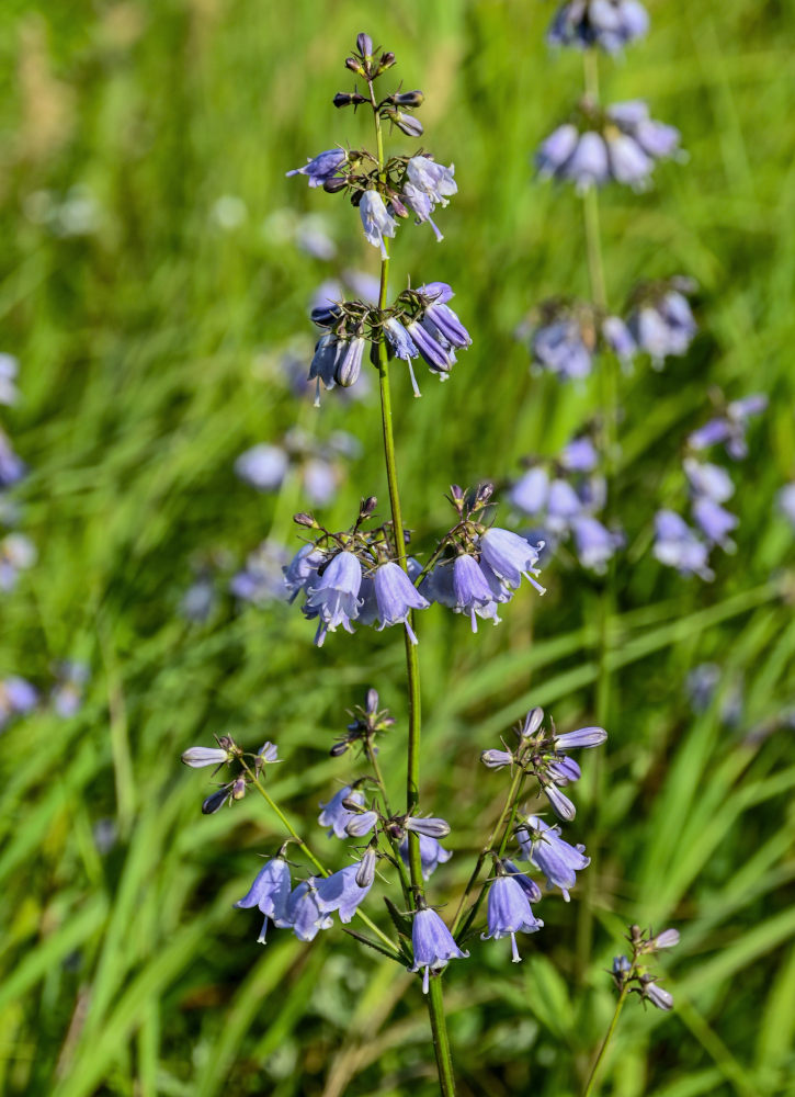 Image of Adenophora triphylla specimen.