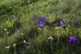 род Campanula. Цветущие растения в ссобществе с кошачьей лапкой кавказской (Antennaria caucasica). Чечня, Шаройский р-н, окр. пер. Цумандинский, южный борт перевала, выс. ок. 2400 м н.у.м., луг. 24 июня 2024 г.