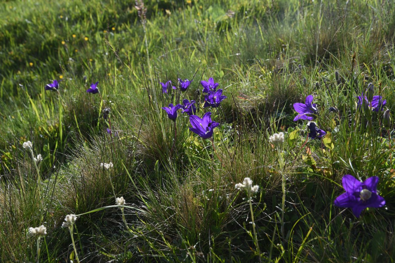 Изображение особи род Campanula.