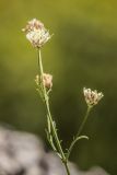 Cephalaria coriacea. Верхушка цветущего растения. Адыгея, Майкопский р-н, хр. Уна-Коз, скальное обнажение. 30.09.2024.