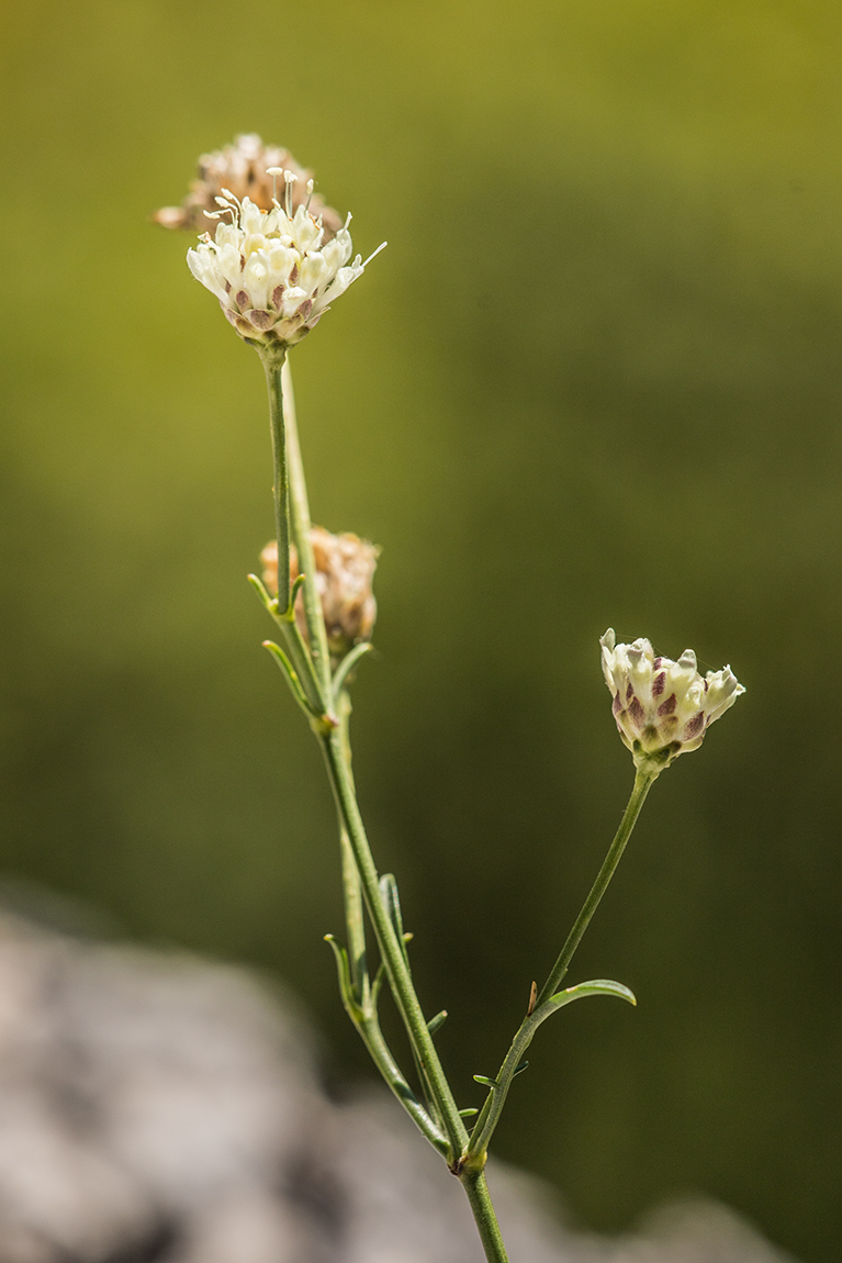 Изображение особи Cephalaria coriacea.