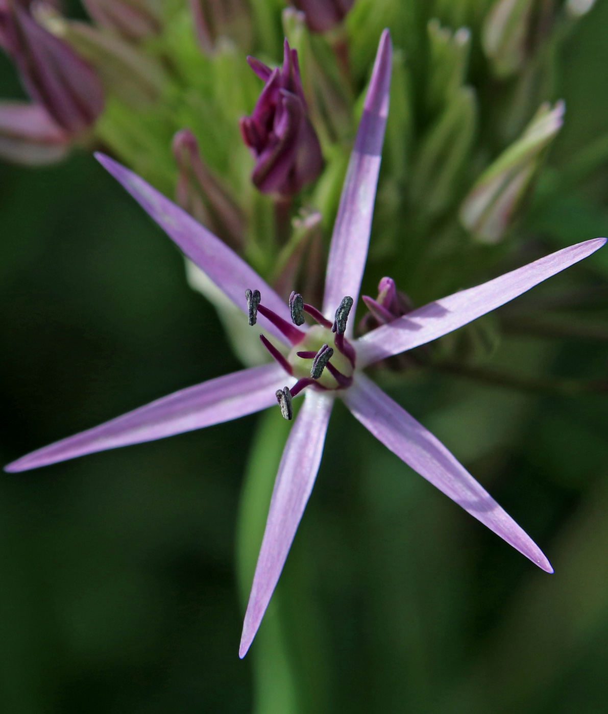 Изображение особи Allium cristophii.