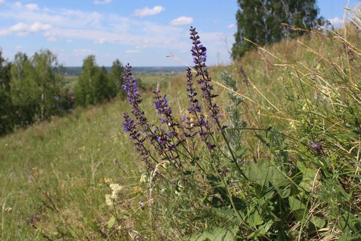 Image of Salvia stepposa specimen.