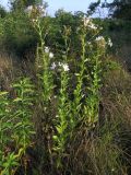 Gadellia lactiflora