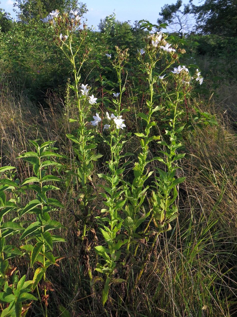 Image of Gadellia lactiflora specimen.