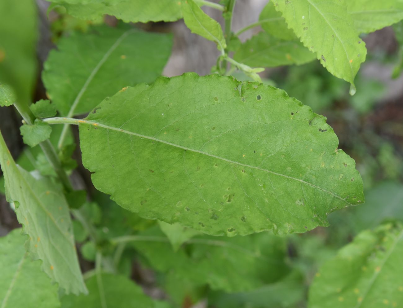 Изображение особи Salix caprea.