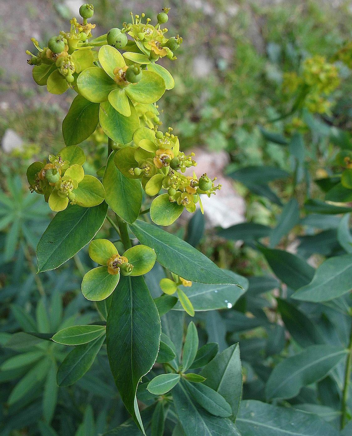 Изображение особи Euphorbia lamprocarpa.