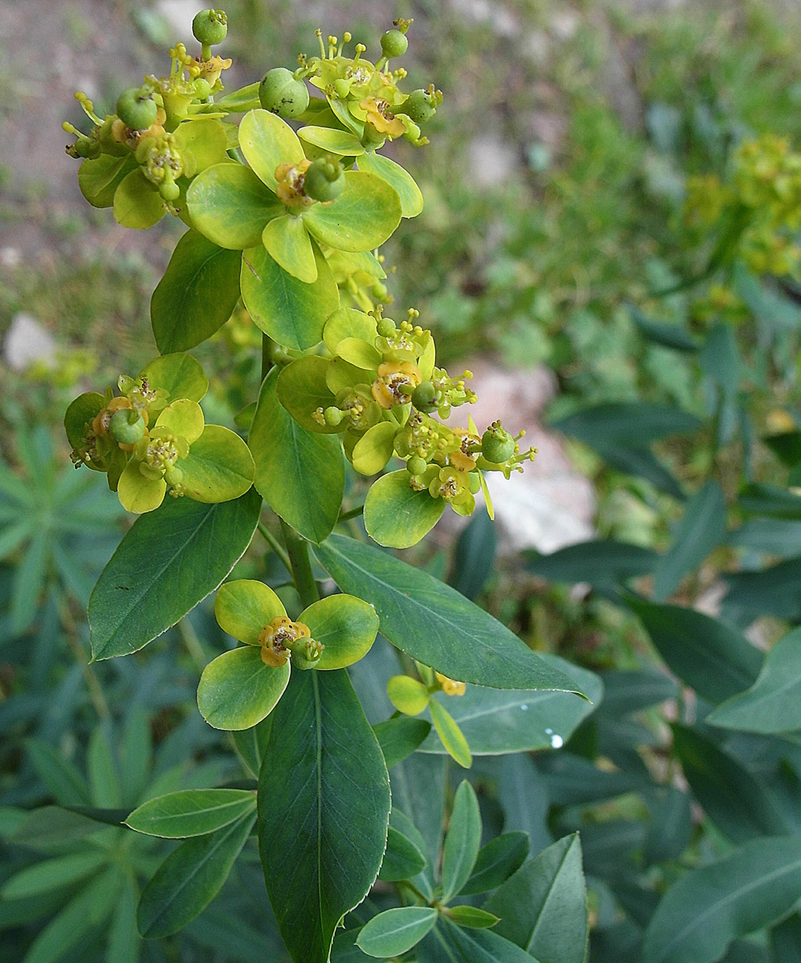 Image of Euphorbia lamprocarpa specimen.