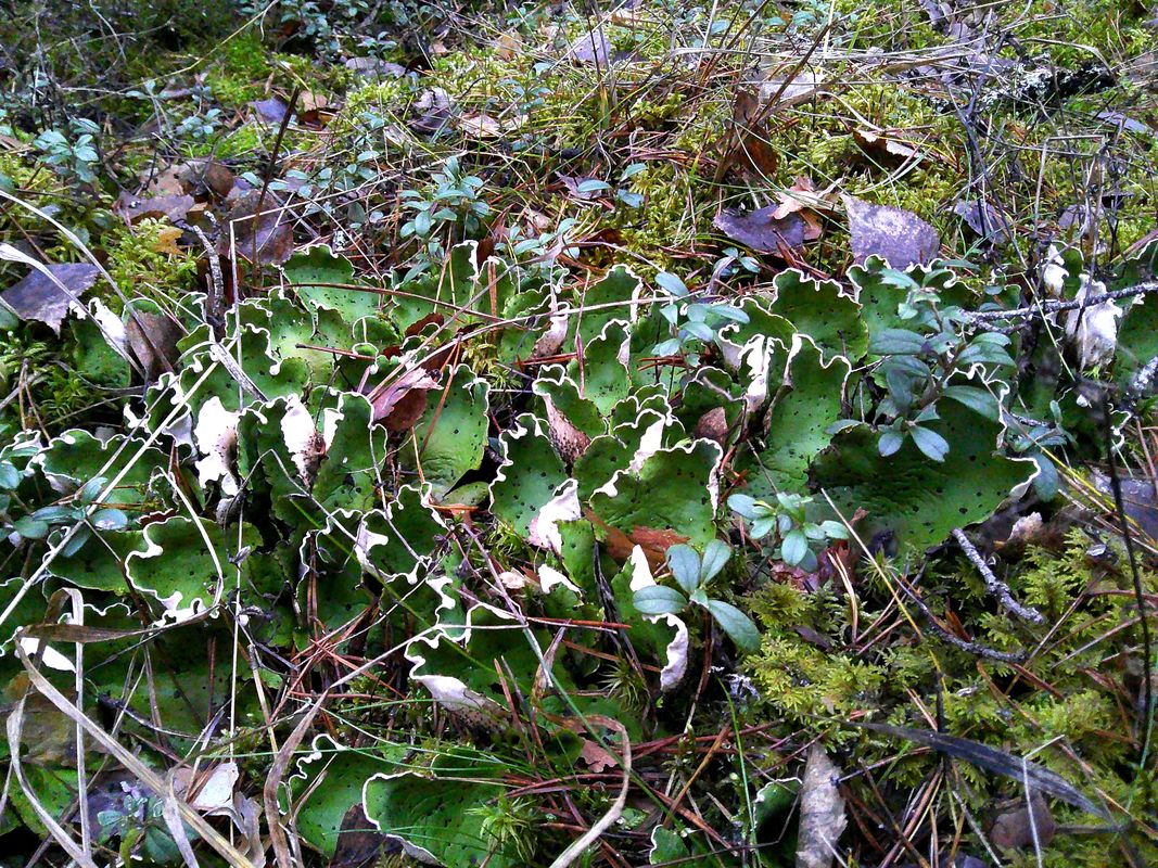 Image of Peltigera aphthosa specimen.