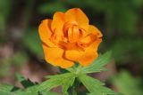 Trollius asiaticus. Цветок. Томская обл., окр. с. Батурино, памятник природы \"Звёздный ключ\", разнотравный лес. 13.06.2024.