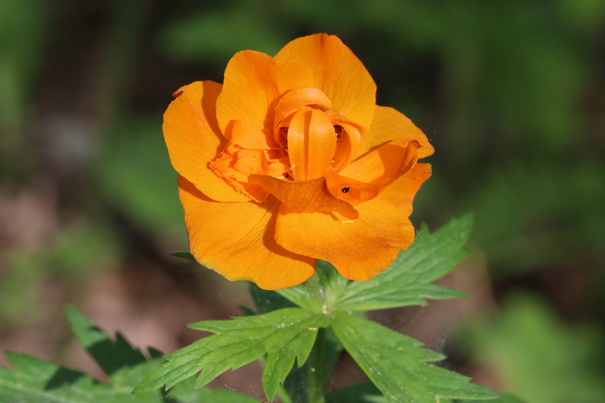 Изображение особи Trollius asiaticus.