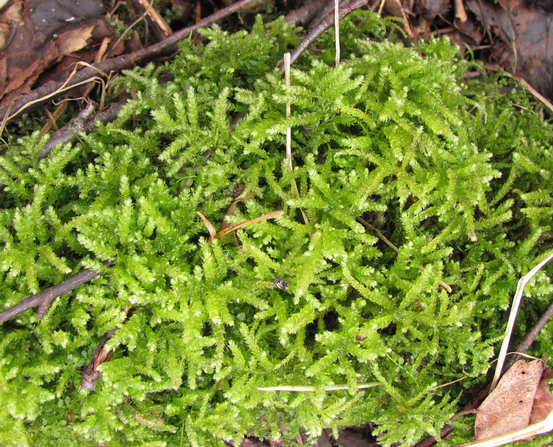 Image of ordo Hypnales specimen.