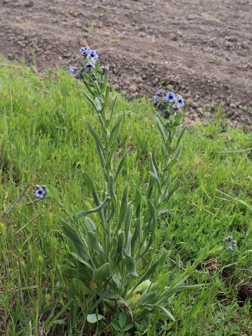 Изображение особи Cynoglossum creticum.