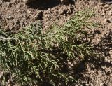 View full-size image Juniperus polycarpos