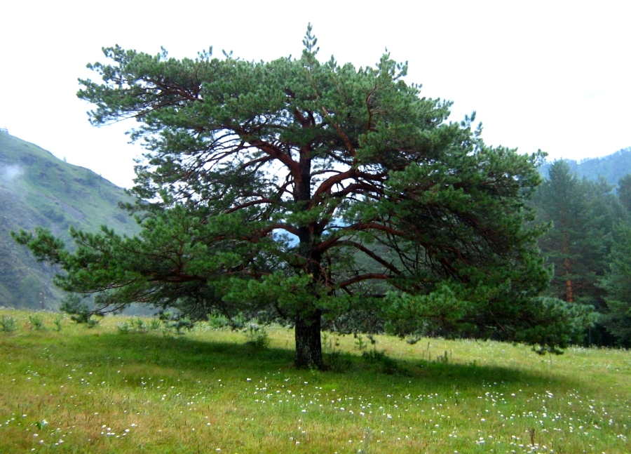 Image of Pinus sylvestris specimen.