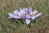 View full-size image Crocus pallasii