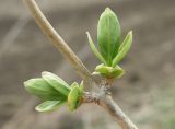 Lonicera tatarica