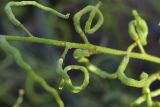 View full-size image familia Brassicaceae