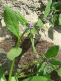 Asperugo procumbens