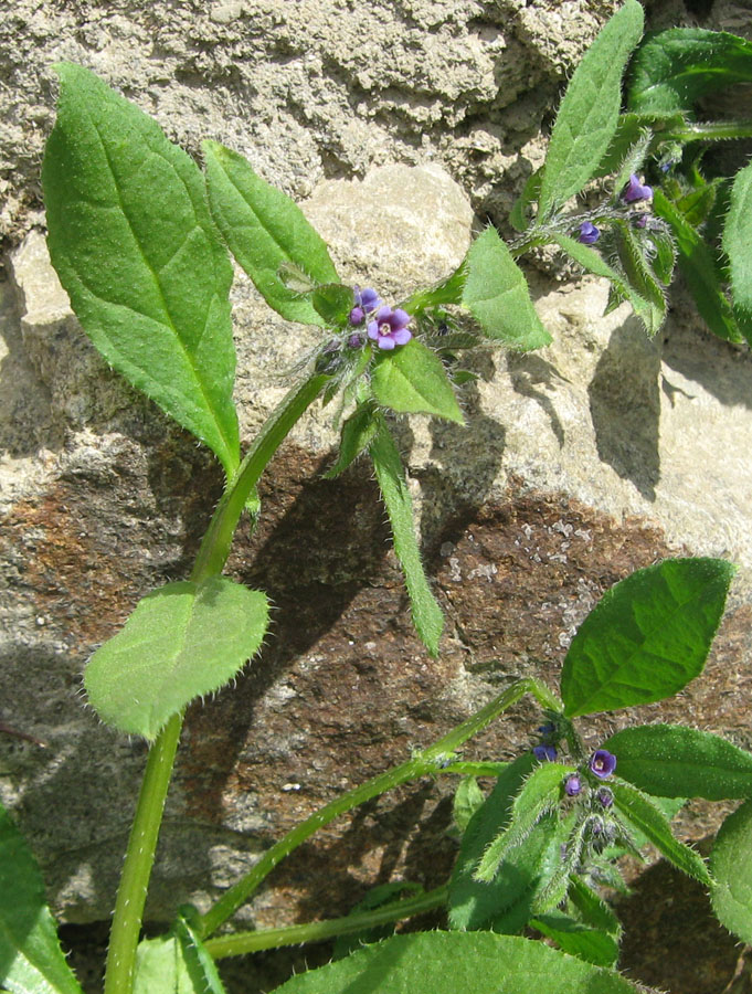 Image of Asperugo procumbens specimen.