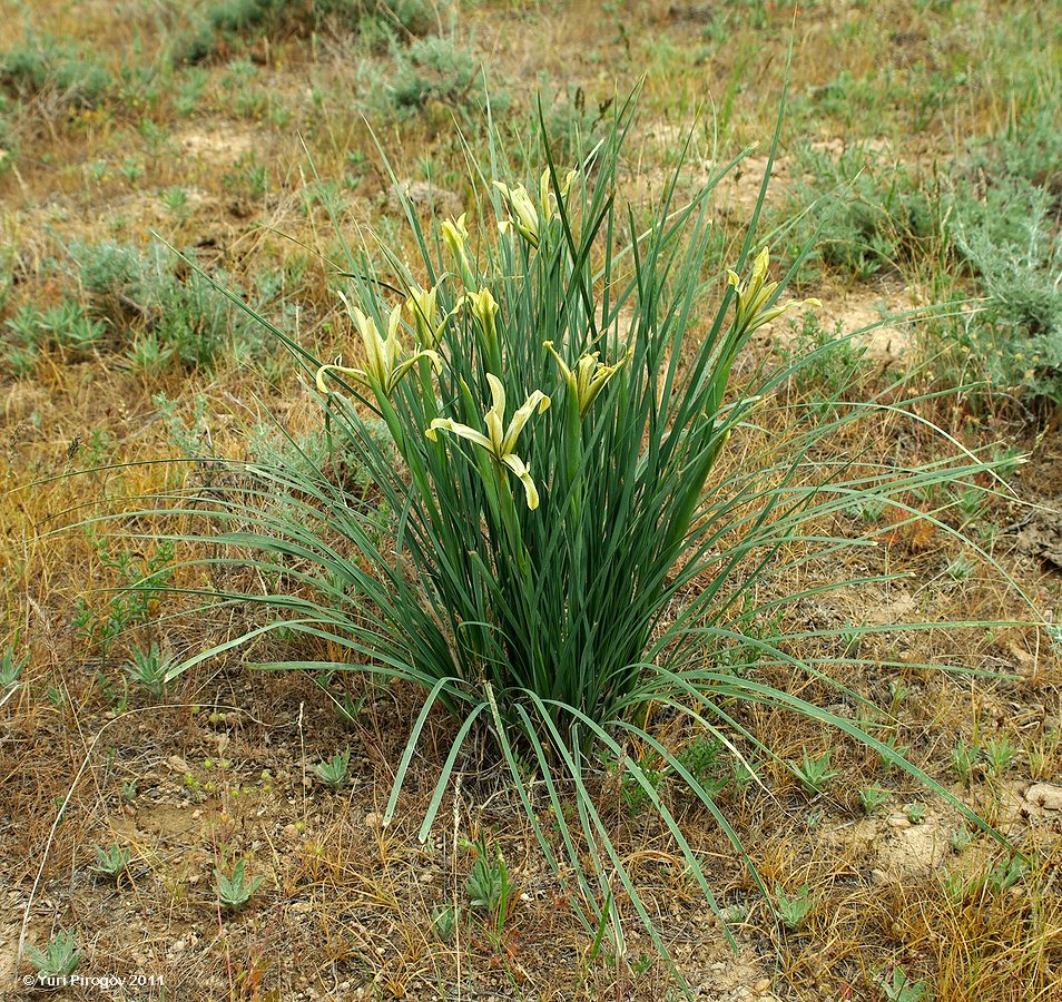 Image of Iris songarica specimen.