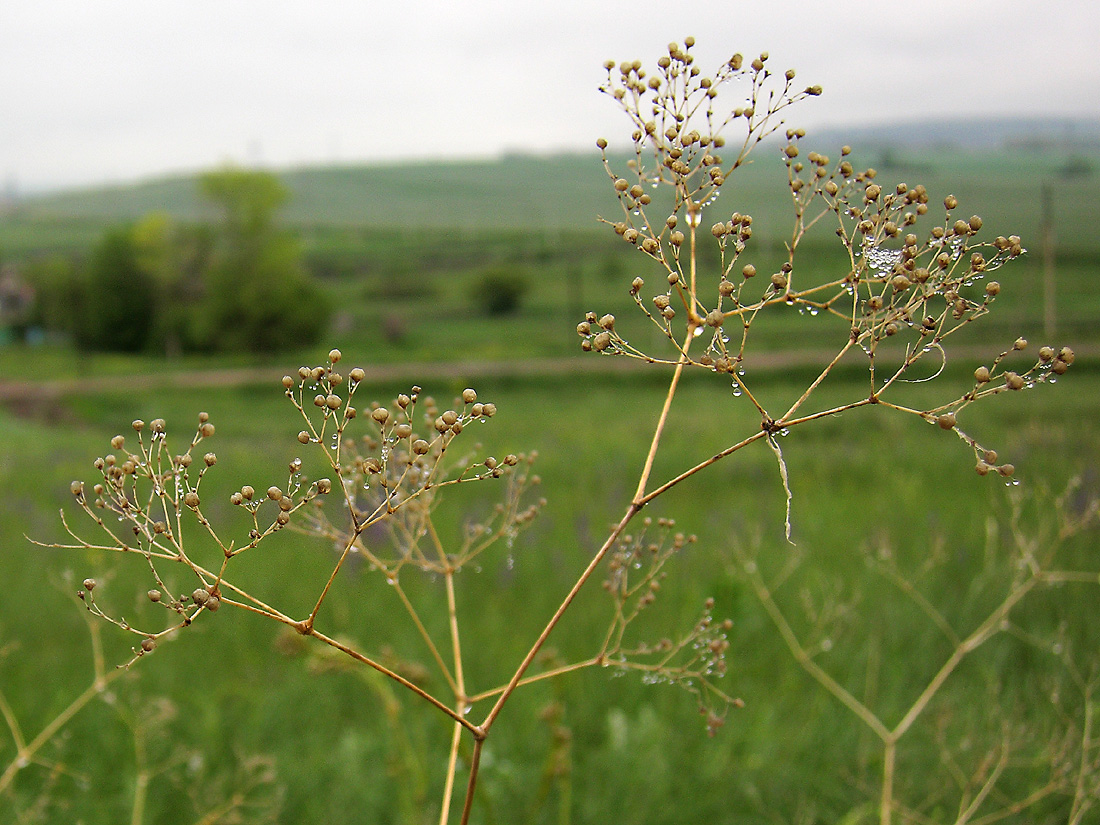 Image of Gypsophila paniculata specimen.