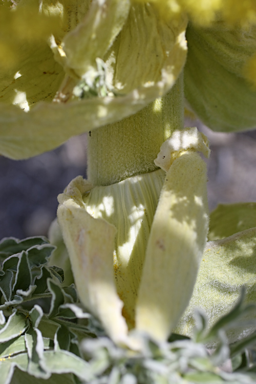 Изображение особи Ferula foetida.