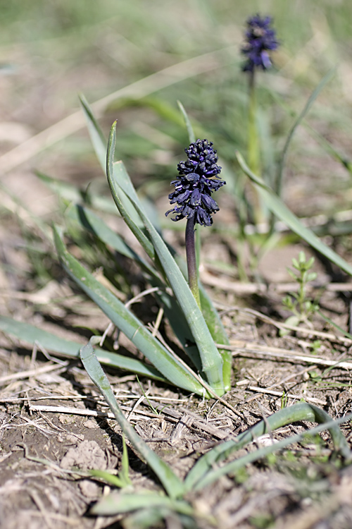 Image of Bellevalia turkestanica specimen.