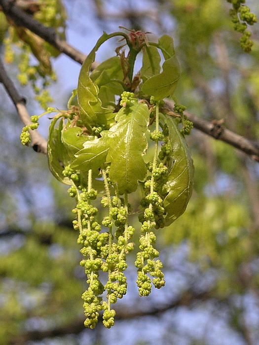 Image of Quercus robur specimen.