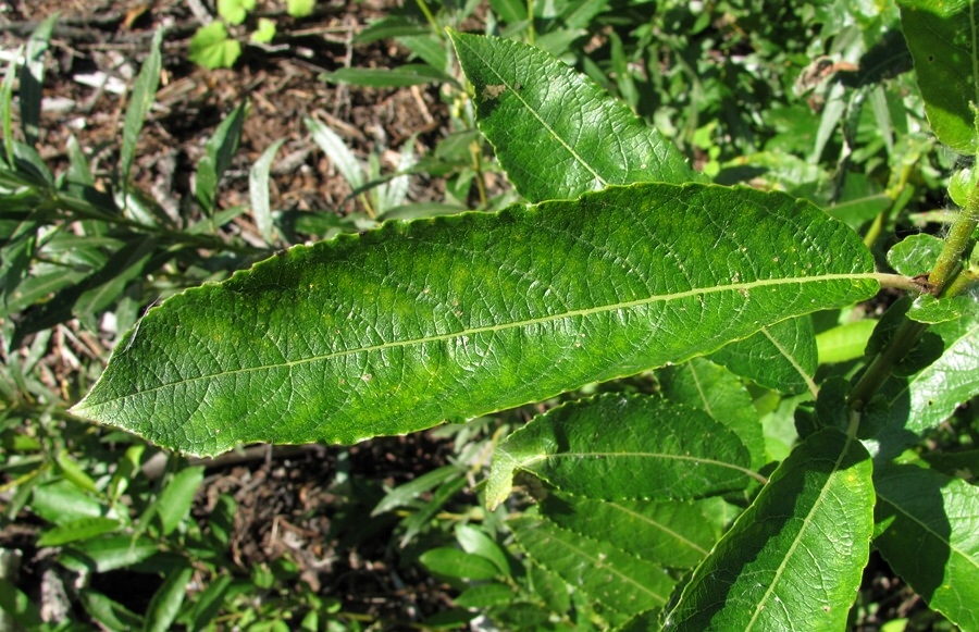 Image of Salix &times; tetrapla specimen.