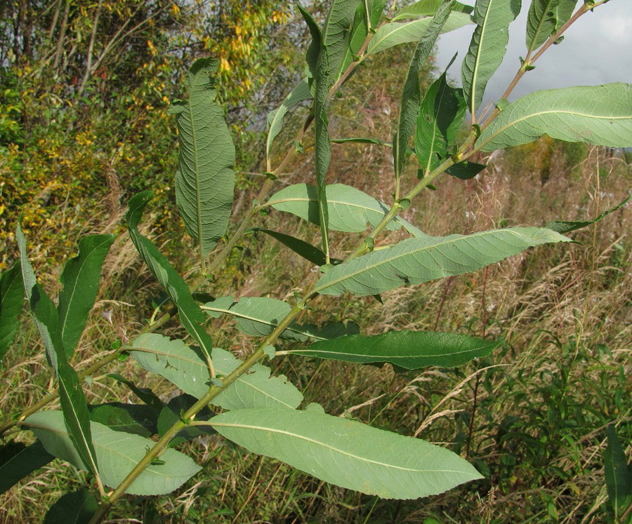 Image of Salix cinerea specimen.