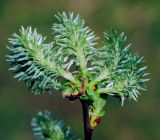 Salix myrsinifolia. Побег с соплодиями. Московская обл., Раменский р-н, окр. дер. Хрипань, окраина поля у ж/д платформы. 10.05.2011.