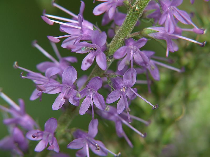 Image of Veronica longifolia specimen.